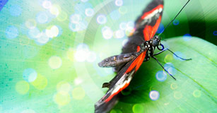 Magical Metamorphosis � Butterfly Life Cycle Stories