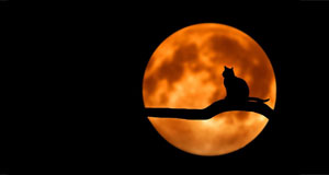 image of cat on tree in front of moon